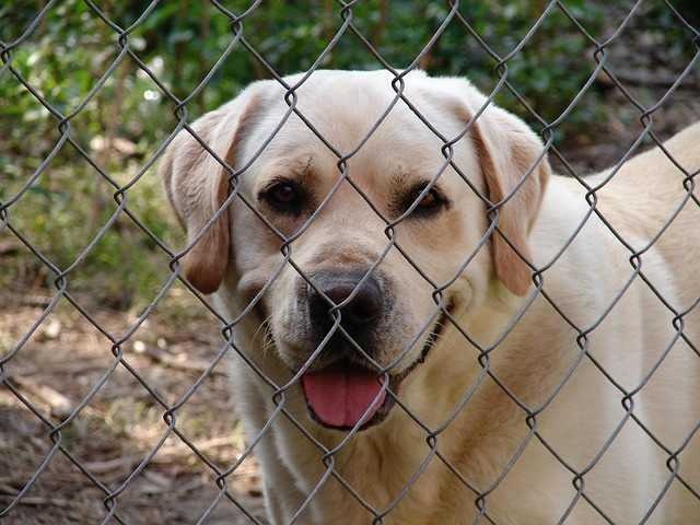 I cani al canile si pagano? Consigli utili prima di adottarli